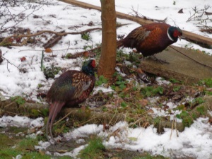 The two pheasants