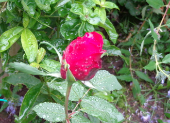 Rain-soaked rosebud